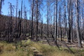 picture 39